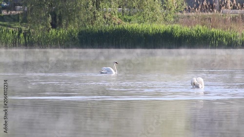 Mute Swans on a Misty Lake at Sunrise with Morning Fog and Green Reeds Background