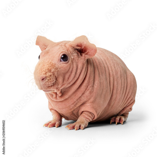 Skinny guinea pig profile isolated on transparent background