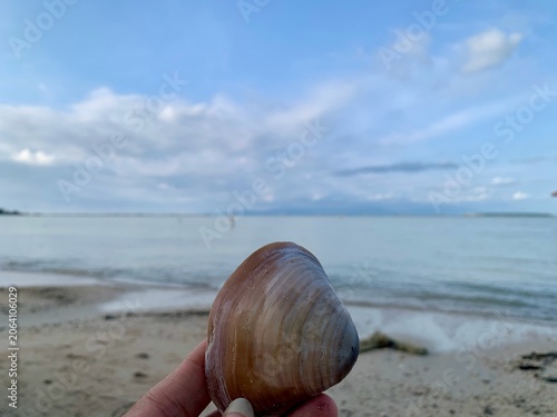 Bild auf Leinwand Clam seashell held by hand at Tanjung Lesung Beach, Banten, Indonesia