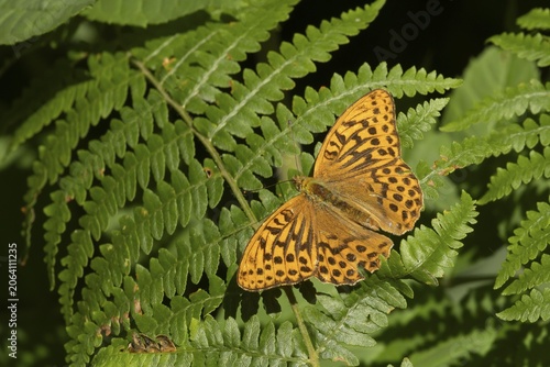 Silver-washed fritillary (Argynnis paphia) butterfly resting on a Bracken plant leaf in a woodland, Suffolk, England, United Kingdom