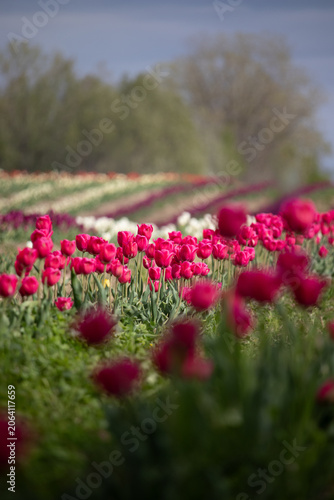 champ de tulipe
