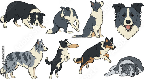 Obraz na plátně Border Collie Dog Vector Illustration Set Featuring Multiple Poses Actions and C
