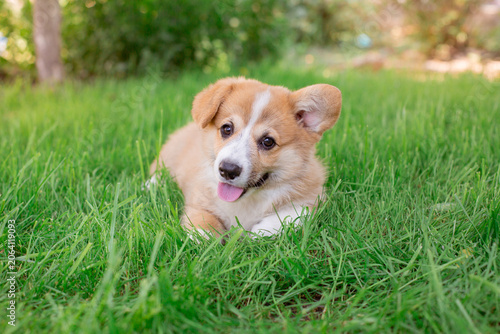A Welsh corgi puppy on a summer walk