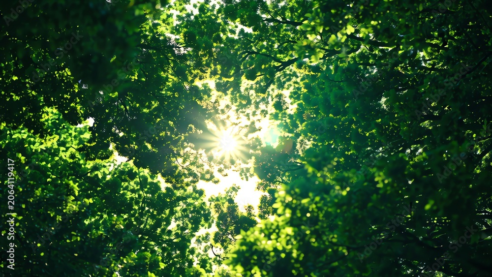 Fototapeta premium Bright Sunlight Shining Through Lush Green Leaves
