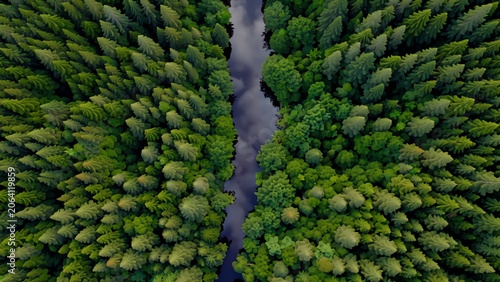 Dense Green Forest Canyon with Narrow Water Channel