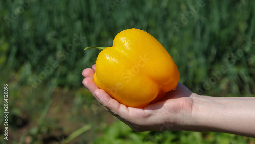 Принти на полотні Fresh yellow bell pepper picked from the garden held in hand on a sunny day of s