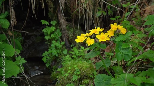 Wildflowers bloom in a forest setting during spring showing vibrant colors in nature near a log. Spring Hiking in Carpathian Mountains, Ukraine. Borzhava range
