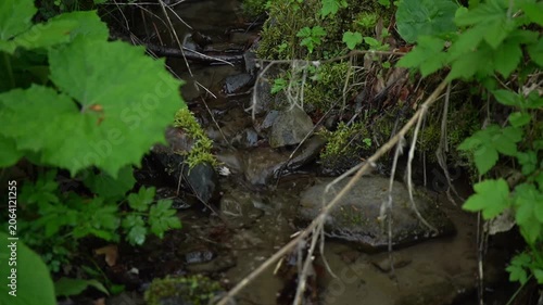 Water flows through a small stream with green plants and rocks.  Spring Hiking in Carpathian Mountains, Ukraine. Borzhava range