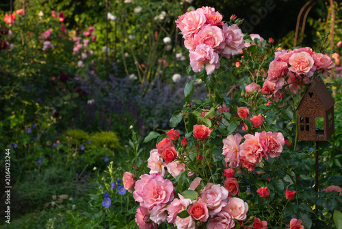Fotografie Floribunda roses Aprikola in garden