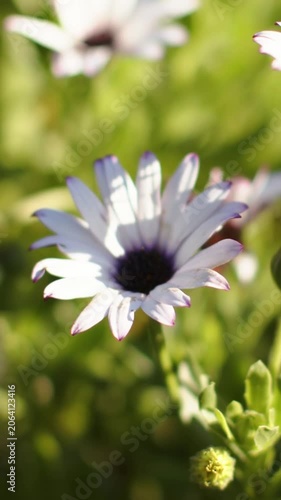 Vertical video: Panning camera focusing on mauve daisy bloom with buds in garden bed for closeup