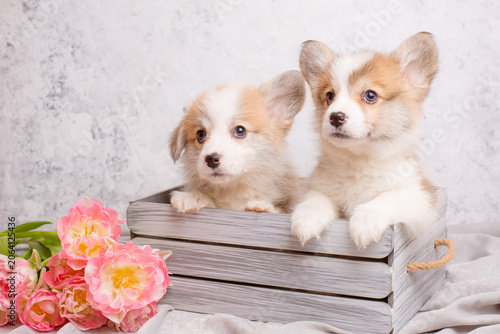 two cute Welsh Corgi puppies in a basket with tulips on a light background, calendar. large collection of Welsh Corgi puppies in the portfolio