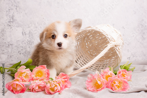 very cute Welsh Corgi puppy and a vase with tulips on a light background, calendar. large collection of Welsh Corgi puppies in the portfolio