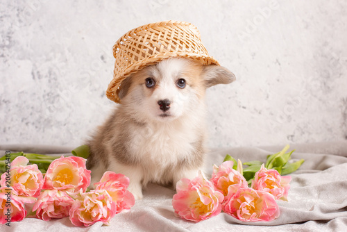 very cute Welsh Corgi puppy and a vase with tulips on a light background, calendar. large collection of Welsh Corgi puppies in the portfolio