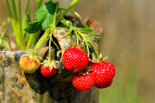 strawberries in the garden