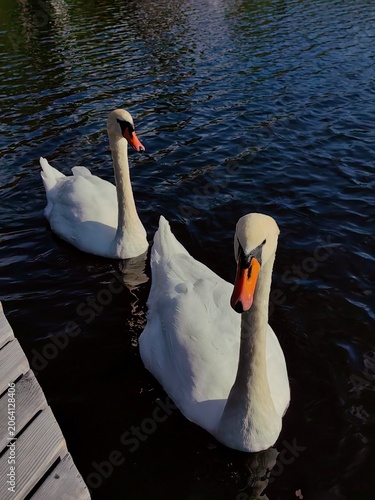 Canvas Print two swans swim in lake surrounded by trees and mountains