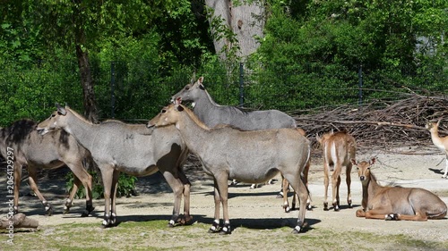 The nilgai or blue cow. Boselaphus tragocamelus is the largest Asian antelope and is endemic to the Indian subcontinent.