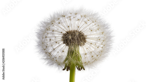 Schilderij op canvas Dandelion seed head with fluffy white pappus and brown center