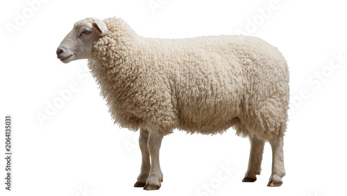 Fotografie Fluffy white sheep with thick wool standing profile view