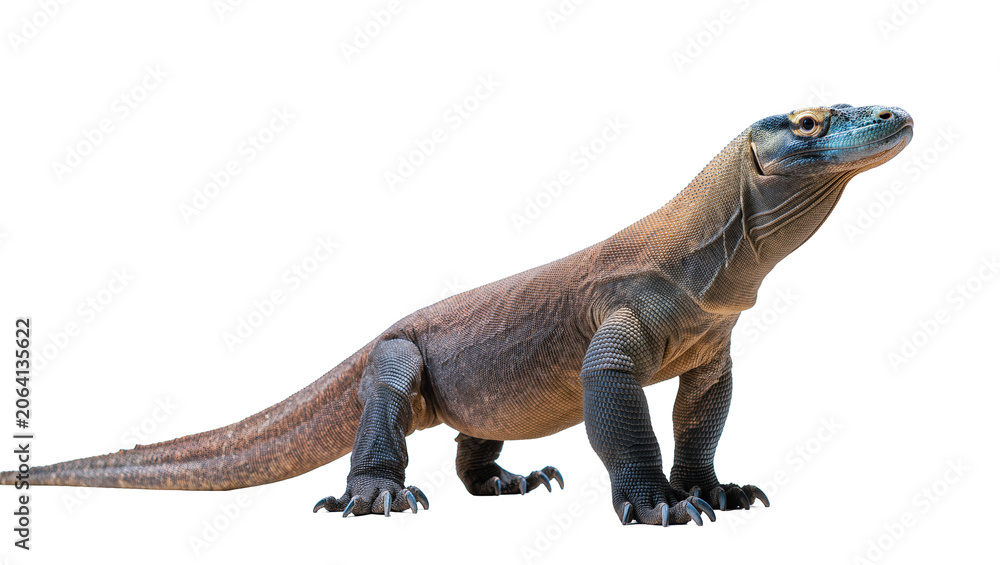 Fototapeta premium Komodo dragon reptile with scaly skin and blue head