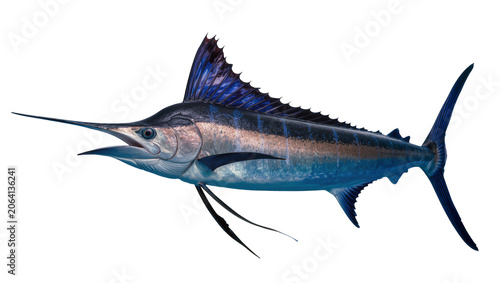 Fotografie Blue Marlin Fish with Spear-like Bill and Dorsal Fin