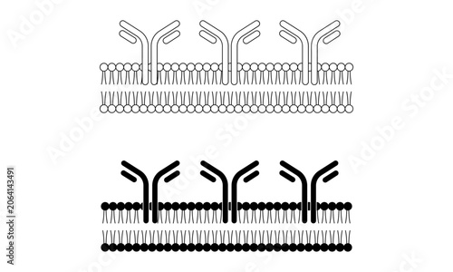 cell membrane lipid bilayer with receptor proteins antibody icon vector