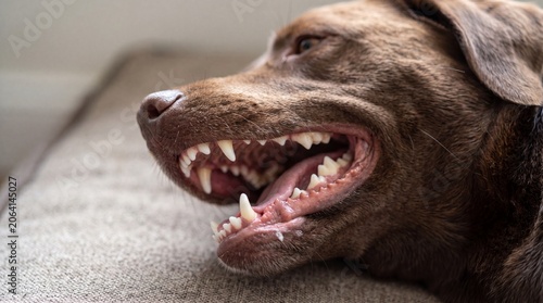 Close-up of an angry brown dog showing its sharp teeth and snarling aggressively.