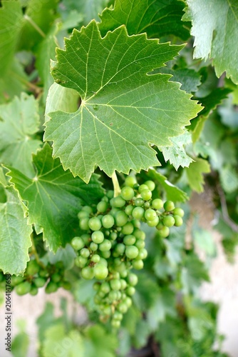 Green Grapes on Vine with Characteristic Foliage.