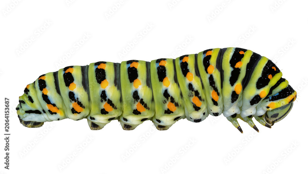 Naklejka premium Black Swallowtail Caterpillar with Green Black, and Orange Stripes