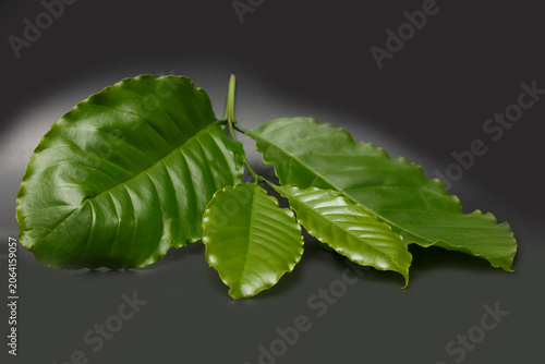 Fresh green coffee leaves on a black background