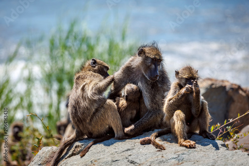 Foto Chacma baboon famliy sitted on a rock with river background in greater  Kruger N