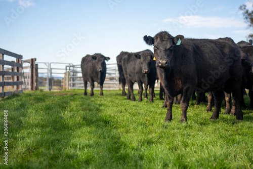 Fotografía herd of pregnant black angus cows on a farm with green grass in springtime in au