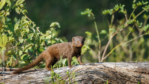 Common dwarf mongoose walking side view on a log in Greater Kruger National park, South Africa ; Specie Helogale parvula family of Herpestidae