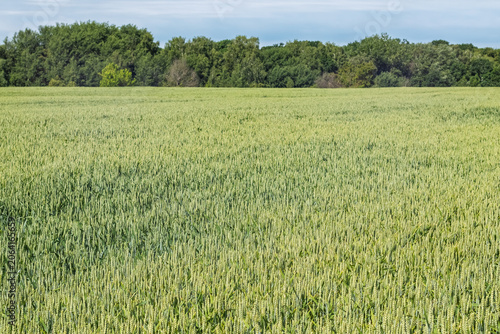 A vast green wheat field stretching towards a thick forest under a cloudy sky
