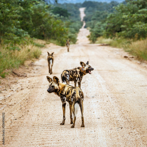 Pack of African wild dogs on safari road in Greater Kruger National park, South Africa ; Specie Lycaon pictus family of Canidae