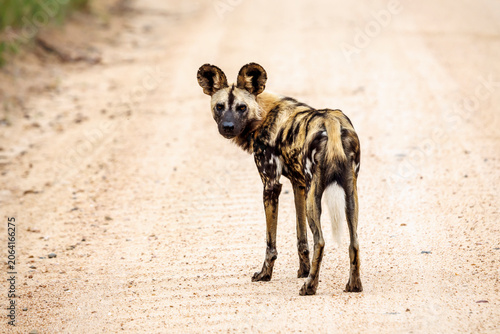 Schilderij op canvas African wild dog isolated rear view looking at camera in Greater Kruger National
