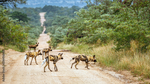 Fotografie Pack of African wild dogs on safari road in Greater Kruger National park, South