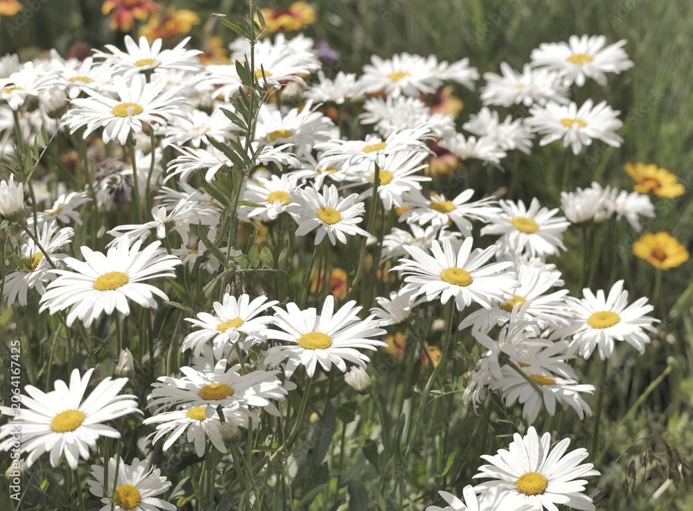 Fototapeta premium A blooming Leucanthemum vulgarein a summer garden