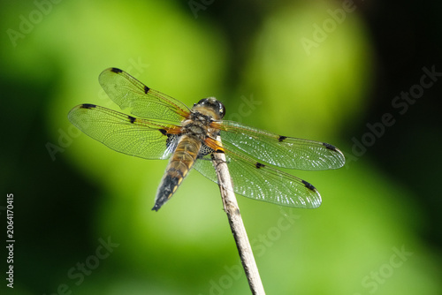 Fotografie Four-spotted chaser dragonfly (Libellula quadrimaculata) perched on a green plan