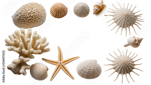 Foto Assorted seashells starfish, and coral pieces