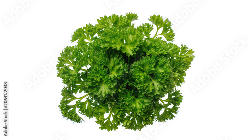 Cuadro en lienzo Curly parsley herb bunch fresh green leaves