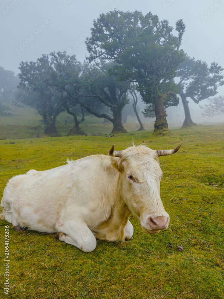 Naklejka premium A white cow lying down on a green grassy hill surrounded by mystical fog and ancient laurel trees in Fanal, Madeira.