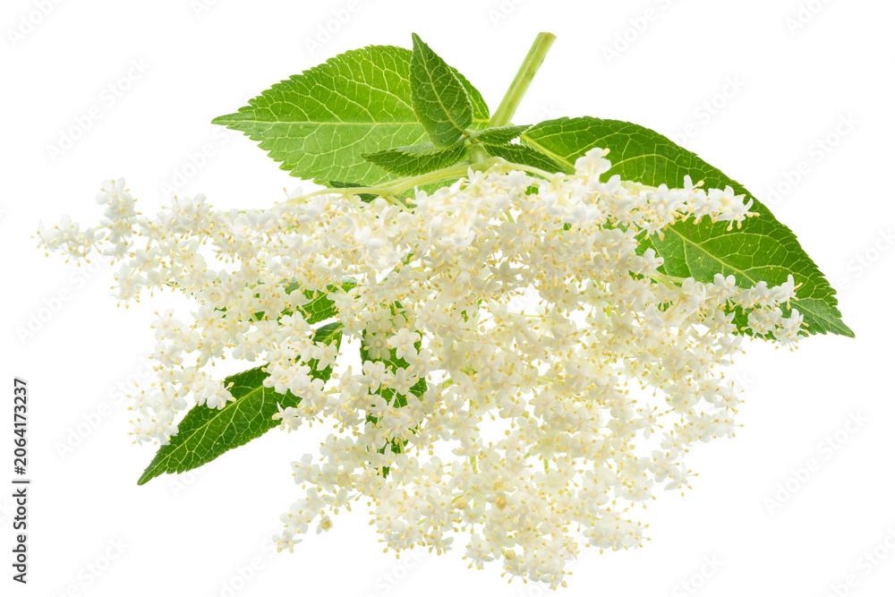 Obraz premium Fresh white elderberry blossom with elderberry green leaves isolated on a white background. Herbal medicinal tea ingredient.