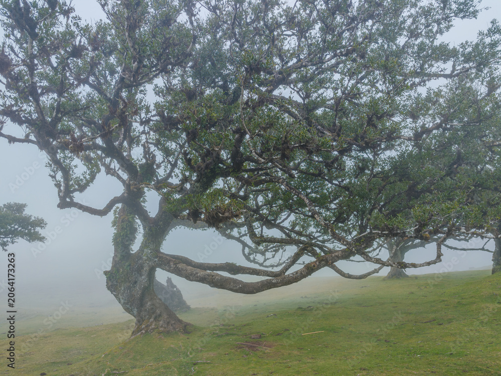 Naklejka premium A majestic ancient twisted laurel tree standing in a green field covered with dense white fog in Fanal Forest, Madeira.