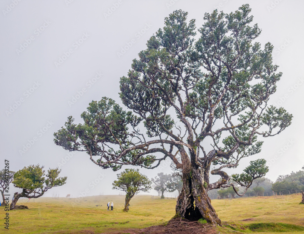 Naklejka premium A majestic ancient twisted laurel tree standing in a green field covered with dense white fog in Fanal Forest, Madeira.