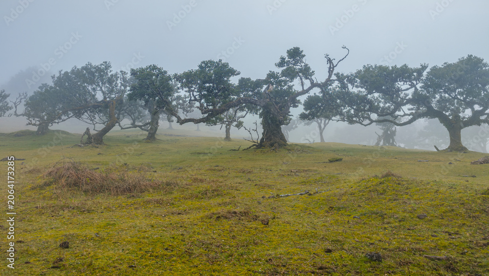 Naklejka premium A majestic ancient twisted laurel tree standing in a green field covered with dense white fog in Fanal Forest, Madeira.
