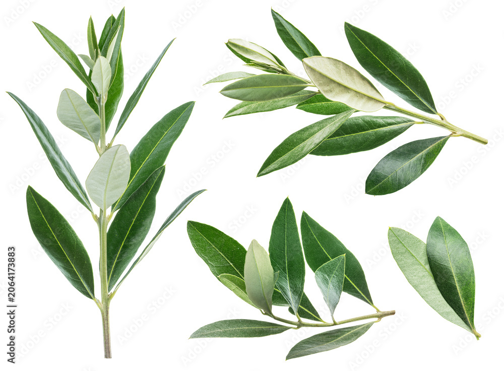 Fototapeta premium A set of fresh olive tree leaves isolated on a white background. Green olive leaves