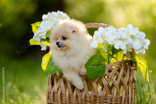 Fotografie Cute cream Pomeranian spitz puppy inside a wicker basket with white flowers in a summer garden
