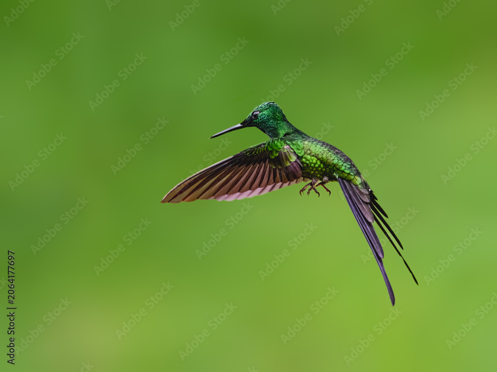 Obraz premium Empress Brilliant Hummingbird Hovering in Flight Against Green Background