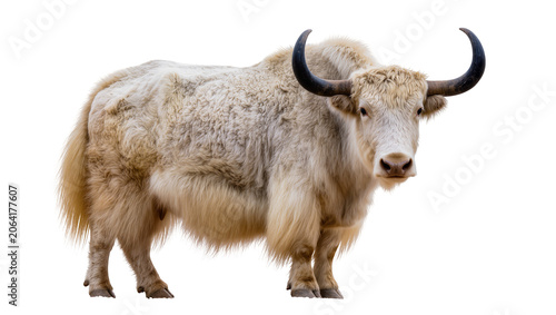 Obraz na płótnie White yak with long shaggy fur and curved horns standing