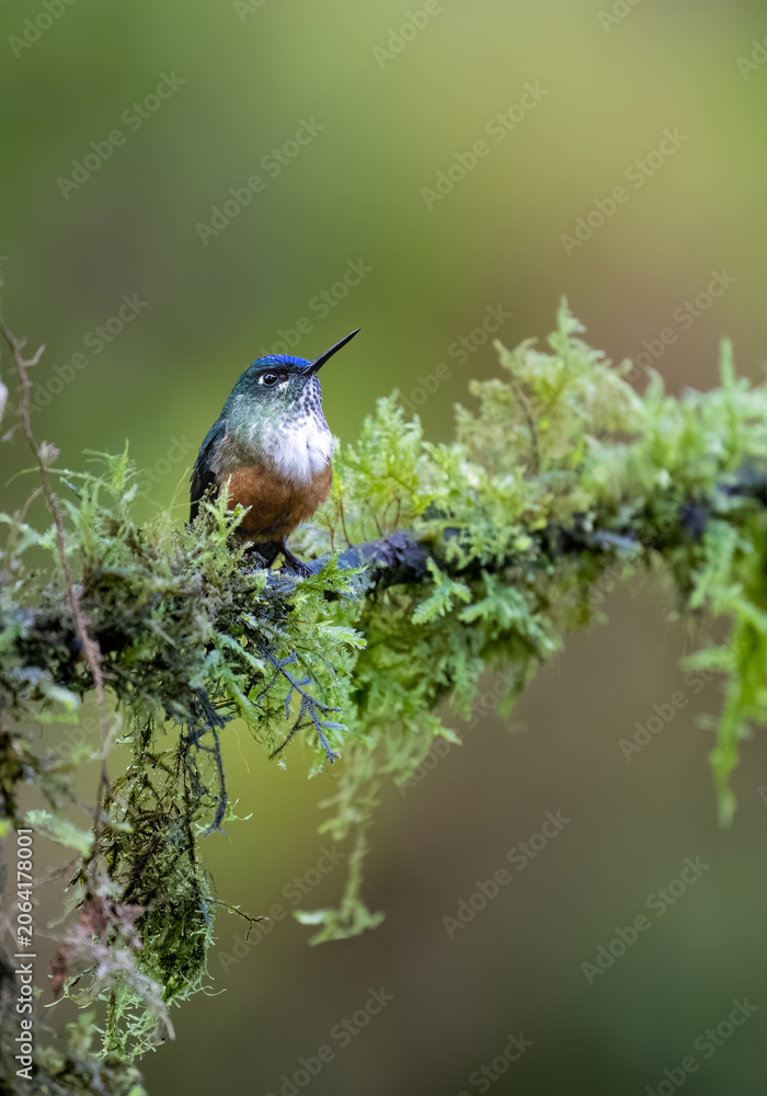 Obraz premium Female Violet-tailed Sylph Perched On Mossy Branch In Cloud Forest